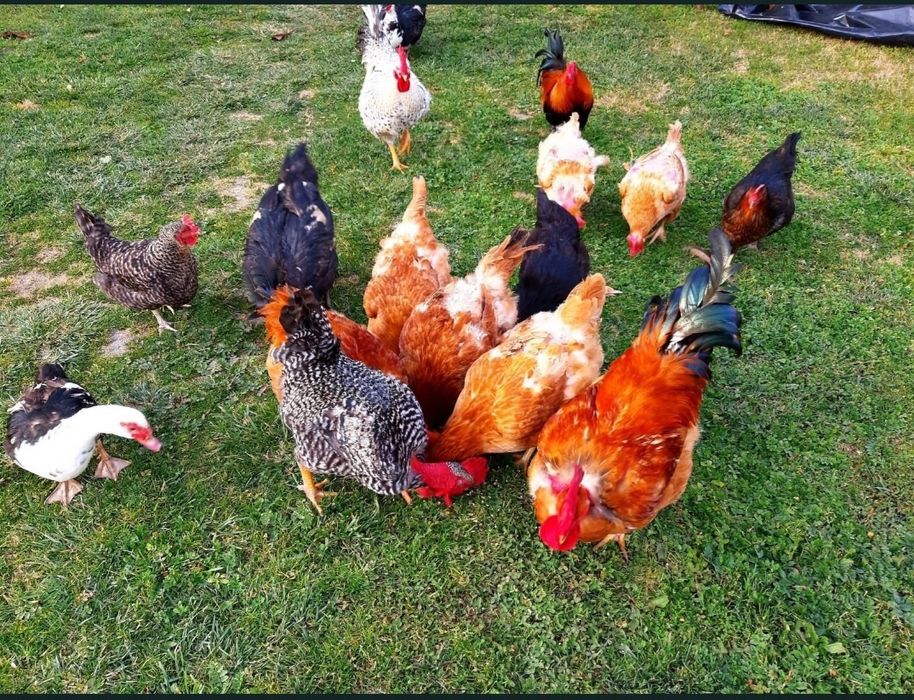 Ovos de galinhas caseiros.
