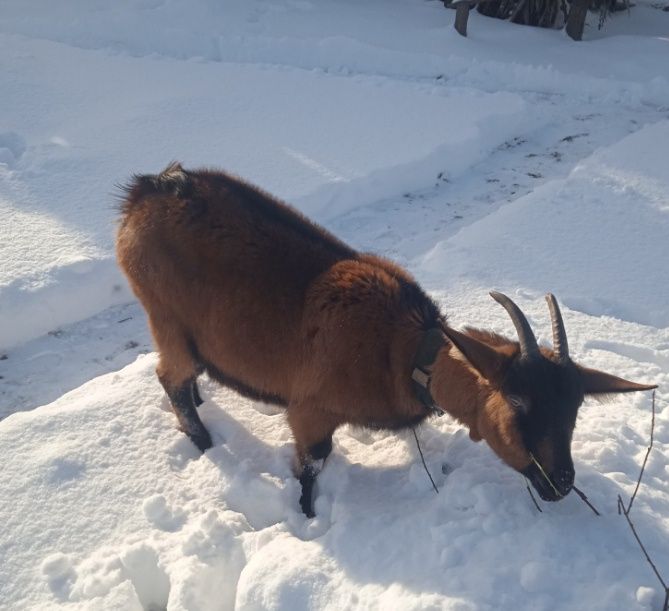 Продам козу первітку Альпійску 50% кітна майже 1,5 міс.