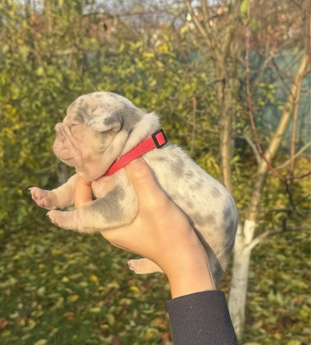 Лілове мерле з підпалом, блакитні, шоколадні! Ексклюзивні забарвлення!