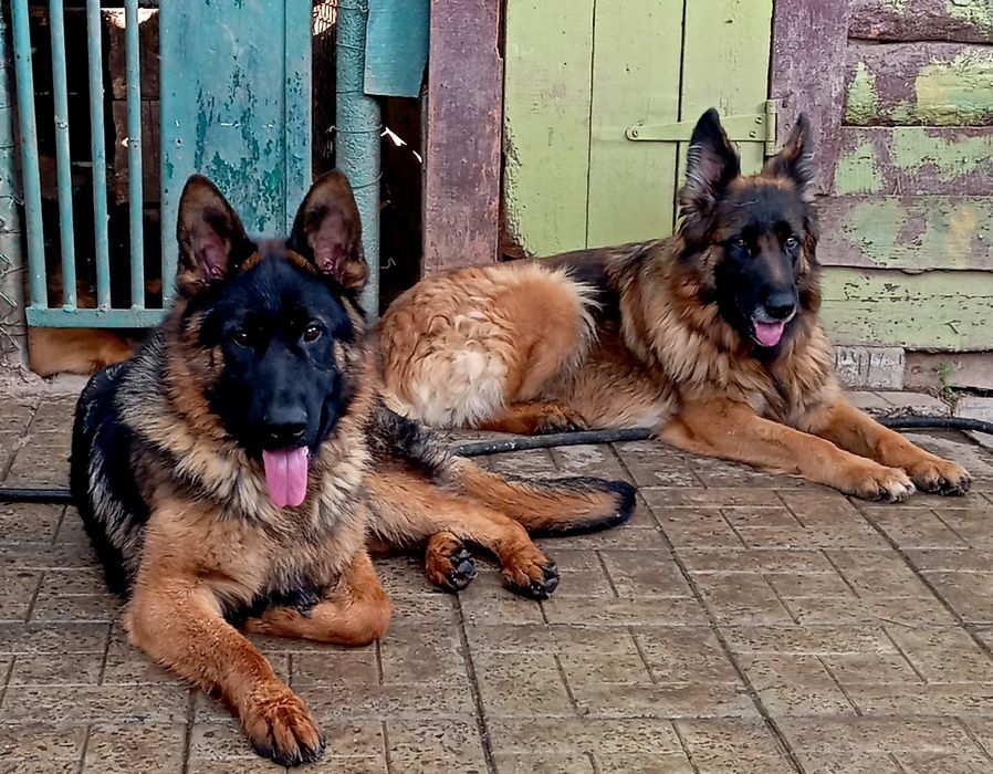 Питомник.Щенки нем овчарки.