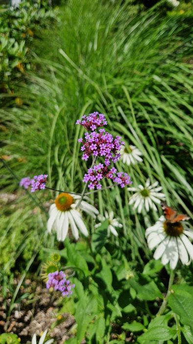 Jeżówki, żurawki,  stipy, hakonechloa, werbeny, bukszpany, trzmieliny