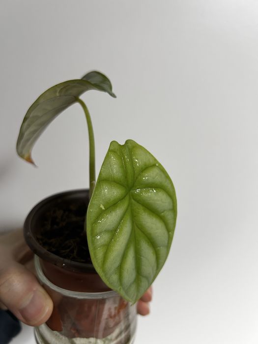 Alocasia silver Dragon