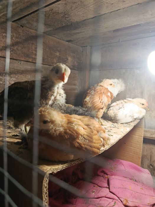 Продам яйцо инкубационное бентамка