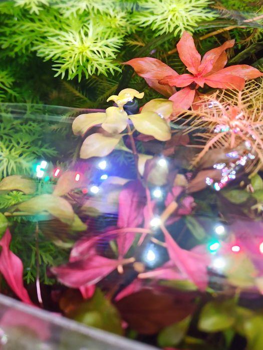 Аквариумные растения.Продам Людвигия болотная