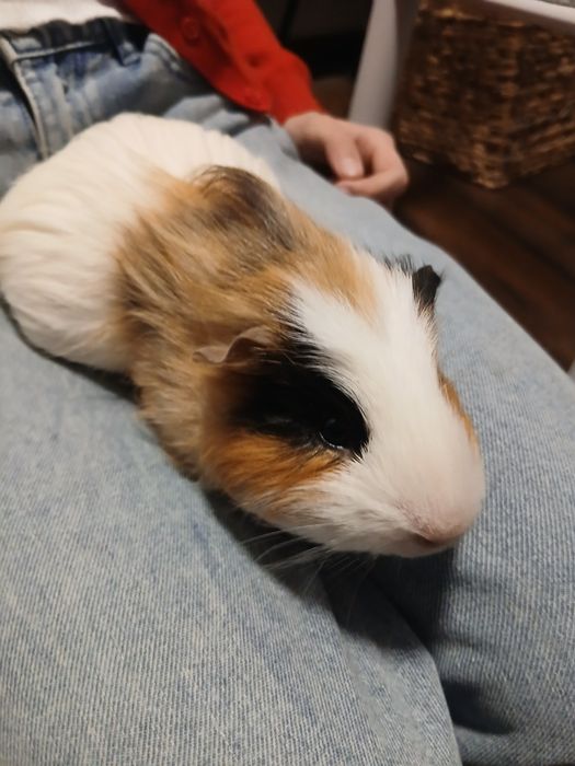 Świnka morska samiec