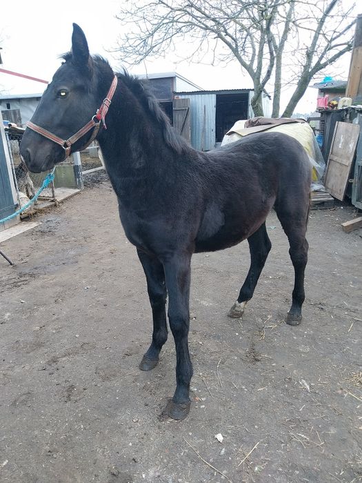 Klacz odsadek Śląska