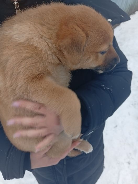 Віддамо цуценят в хороші руки.