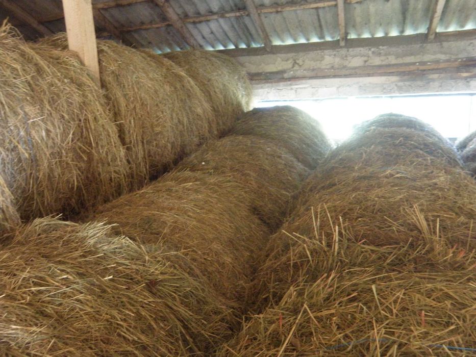 Siano baloty sprzedam