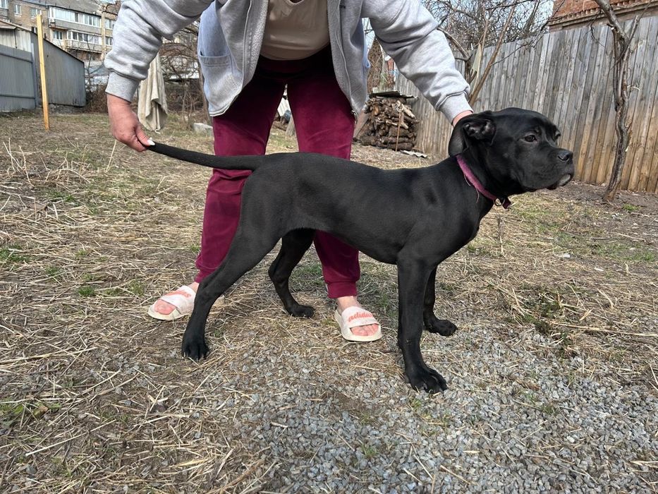 Щенки породы Кане Корсо