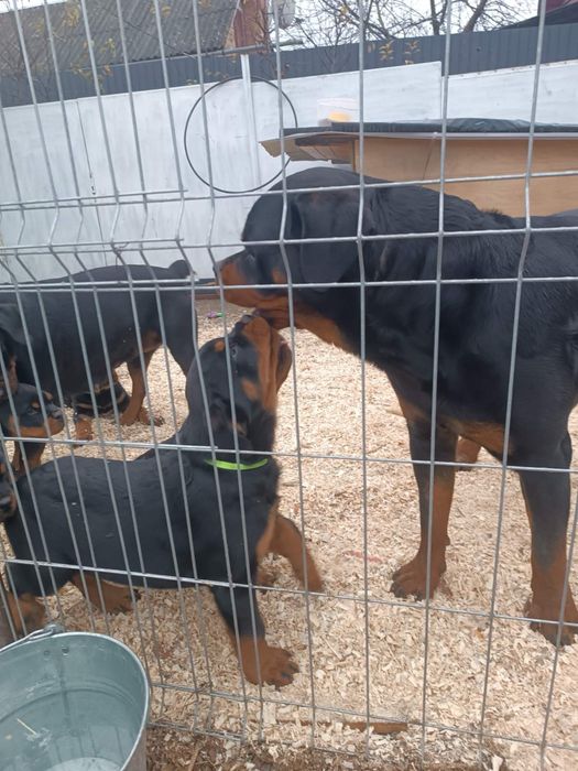 Цуценята ротвейлера.