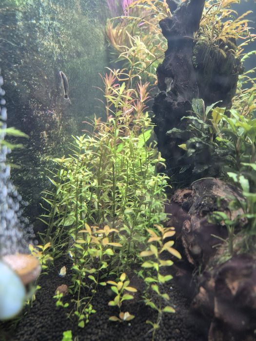 Akcesoria akwariowe zamienię na małe akwarium