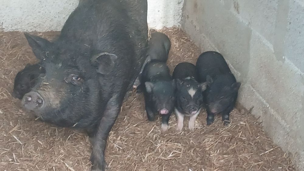 Leitões vietnamitas