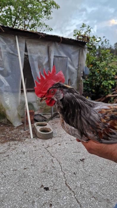 Galos de raça excelente qualidade- Pedrês Portuguesa, Olive Egger, Cream Legbar, Leghorn
