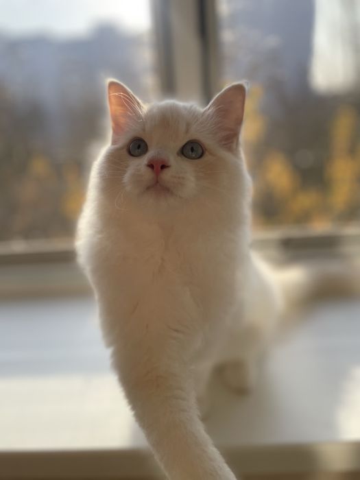 Регдолл, котёнок, кот, Ragdoll