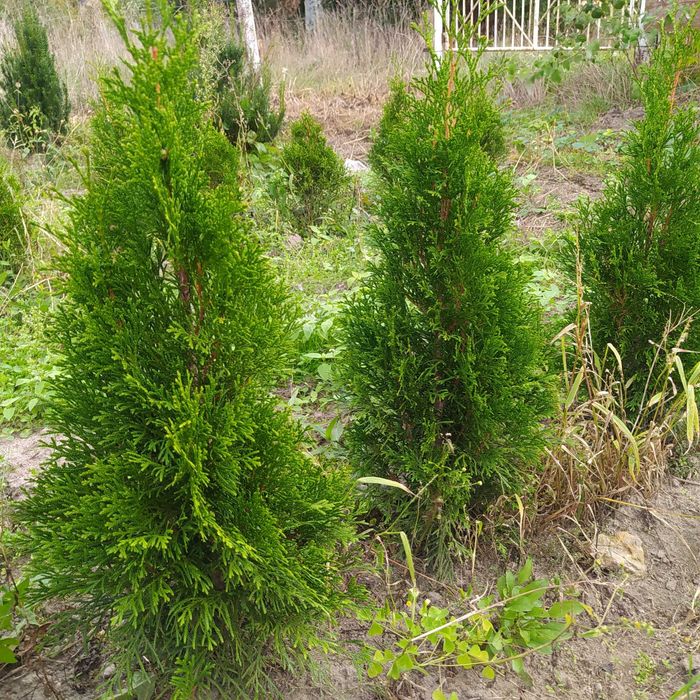 tuja Szmaragd 50/70cm i większe