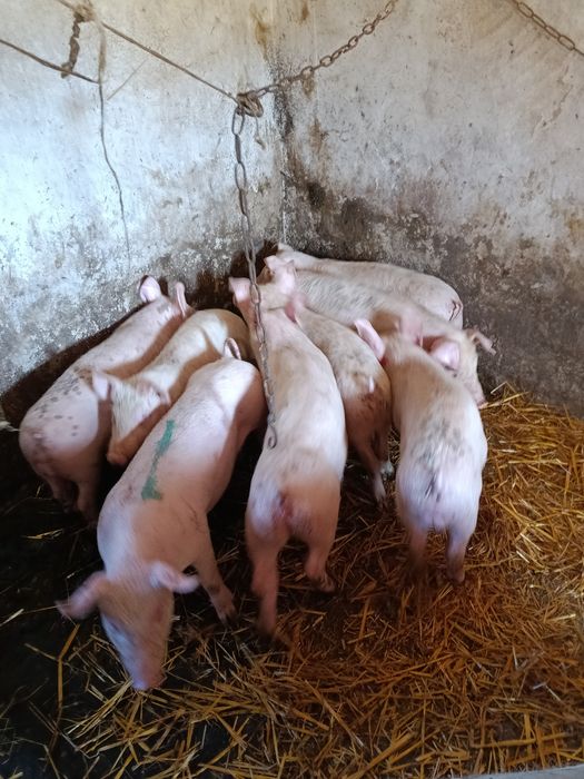 Продам поросята.