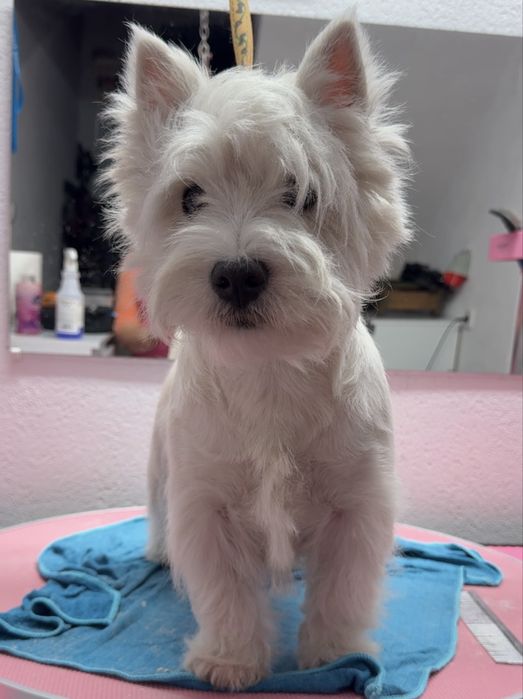 West highland white terrier