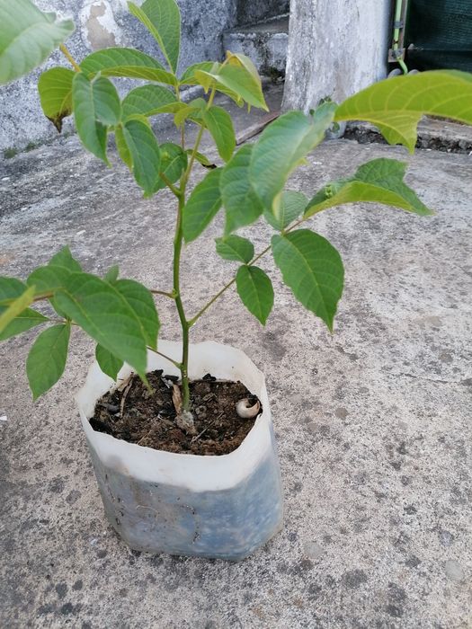 Nogueiras de excelente produção