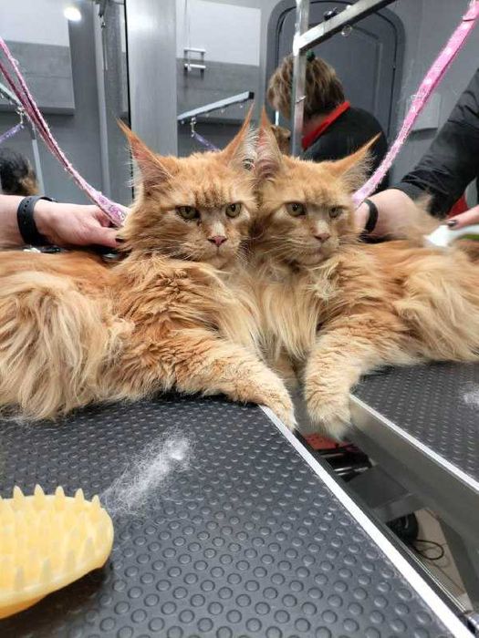 Грумінг котів у Львові  в грумінг салоні GO-GROOM