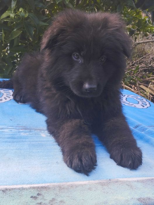 Pastor Alemão pêlo comprido com Lop