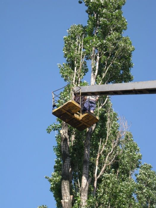 Спил, обрізка дерев