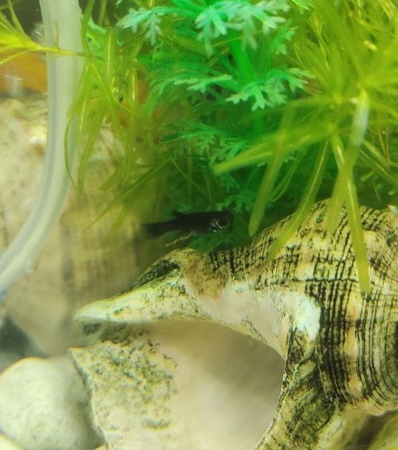 Рибки акваріумні