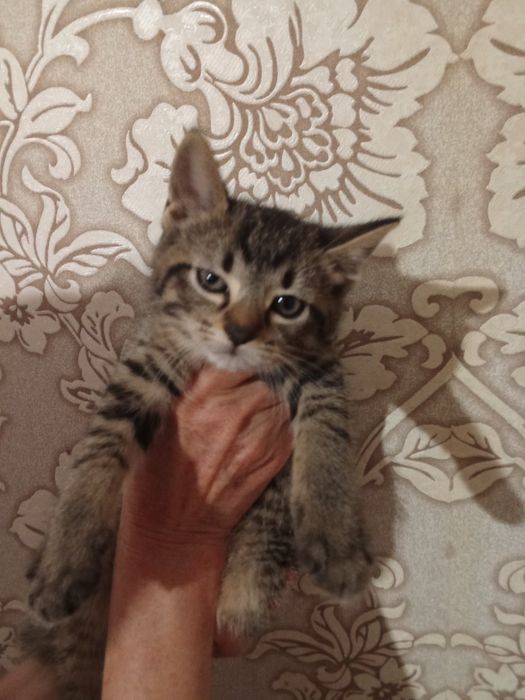 Гарні кошенята безкоштовно