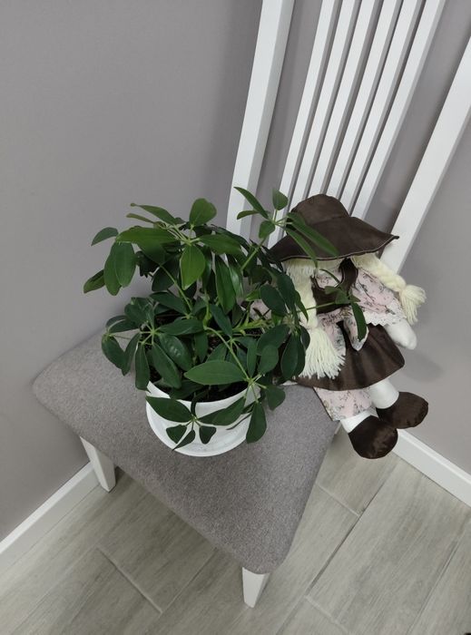 Шефлера, вазон, кімнатні рослини