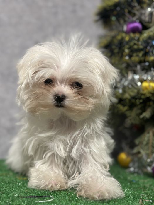 Щенок мальтийской болонки