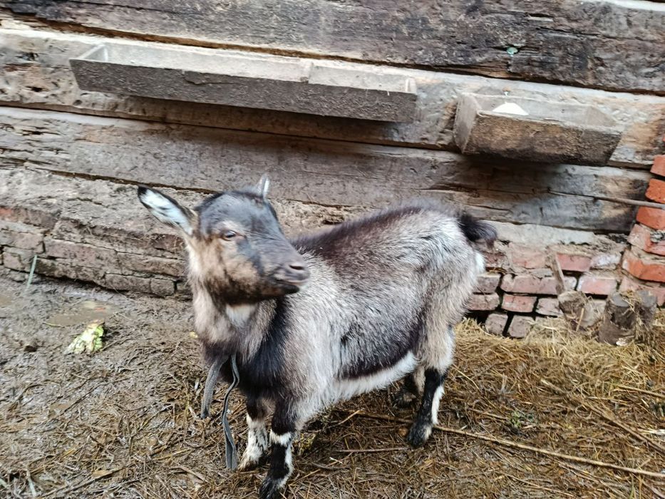 Продам молодую козочку