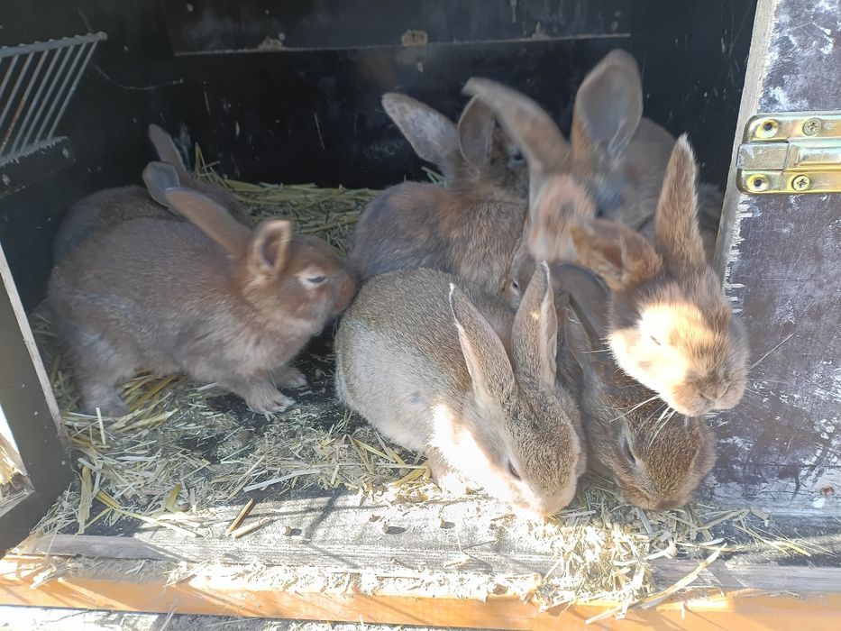 Sprzedam Króliki młode
