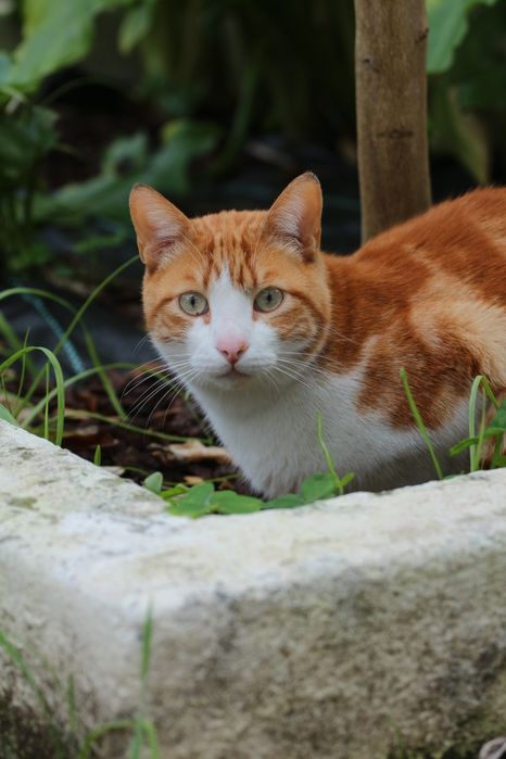 Gato a procura dos donos