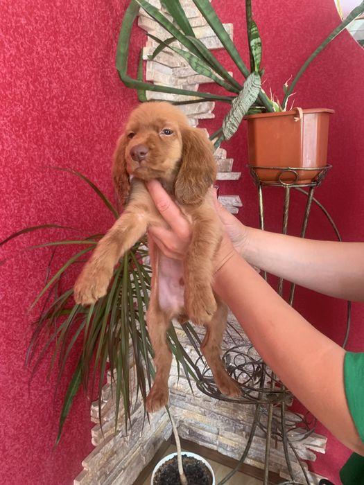 Красунчики Спаніельчики