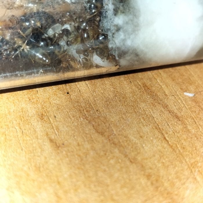 Mrówki Camponotus Maculatus Subnudus