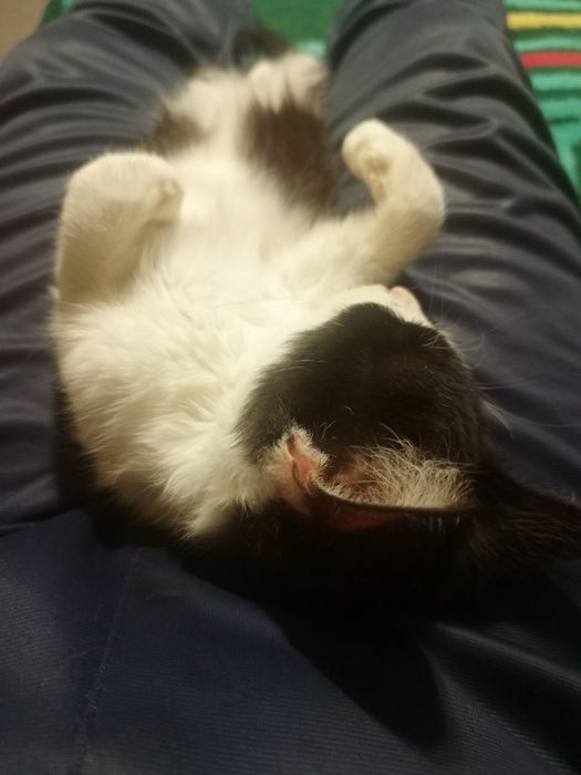 Віддам дуже ласкавого котика