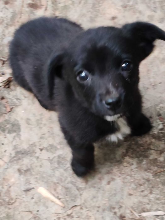 cachorrinho macho Augusto para adoção por quem vacinar, tiver espaço,etc.