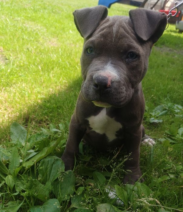 Amstaff Chłopiec Do Odbioru ‼️