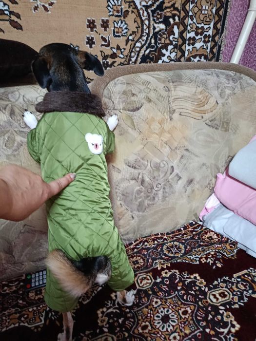Комбез теплый собачий