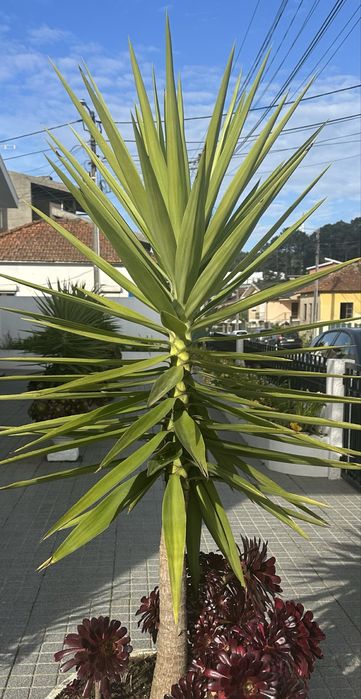 Plantas iucas para jardins ou para vasos