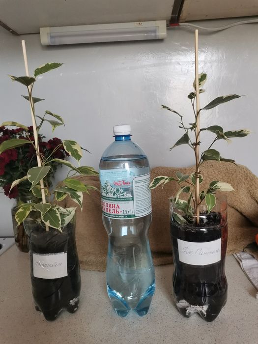 Фикус Де Гантель и  Старлайт