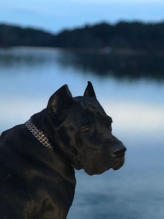 Szczeniak  cane corso   PIEKNE !