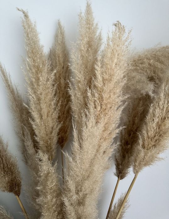 Piuropusze trawa pampasowa