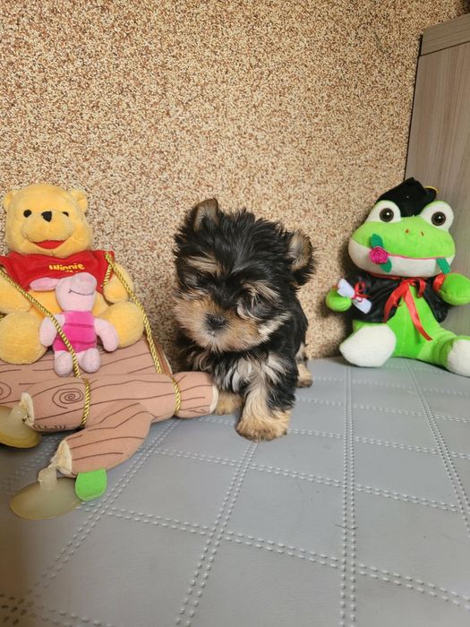 Piesek yorkshireterrier 8tyg z rodowodem