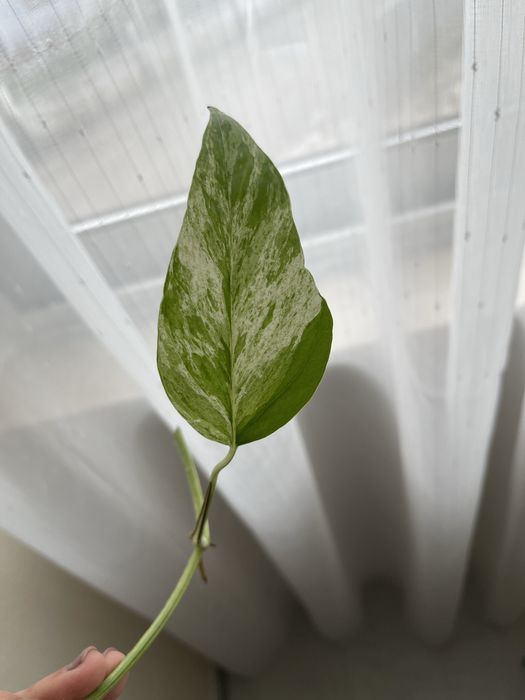 Epipremnum Pinnatum Marble Variegata