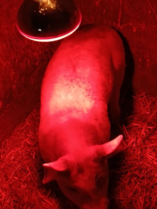 Продам кабанчика