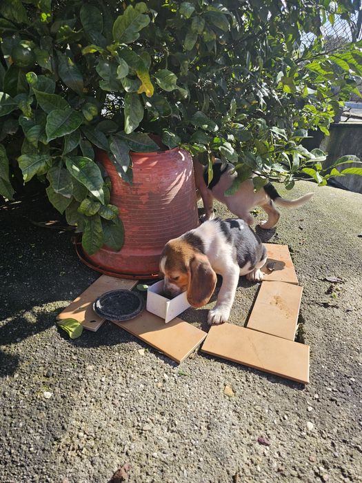 Beagle fêmea tricolor