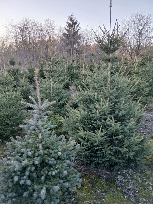 Sprzedaż choinek