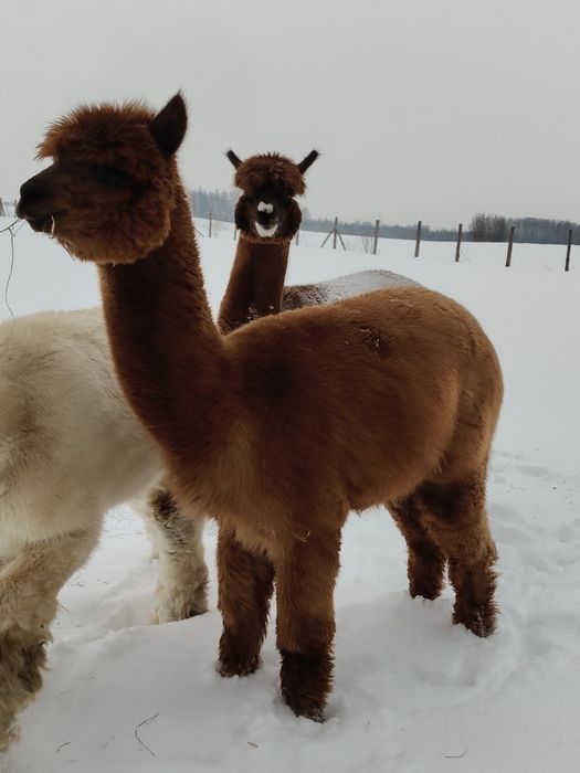 Alpaka , alpaki ,