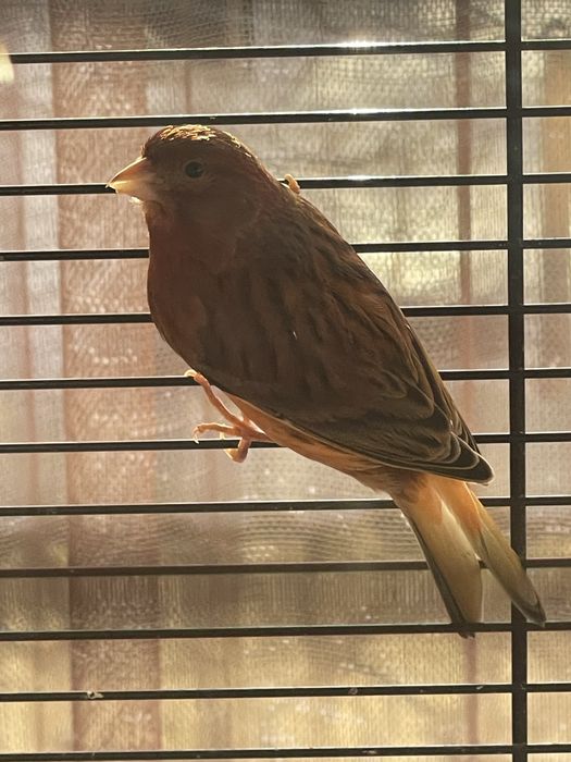 Канарейки самці і самки