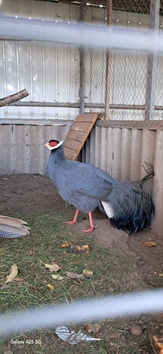 Синій вухатий фазан